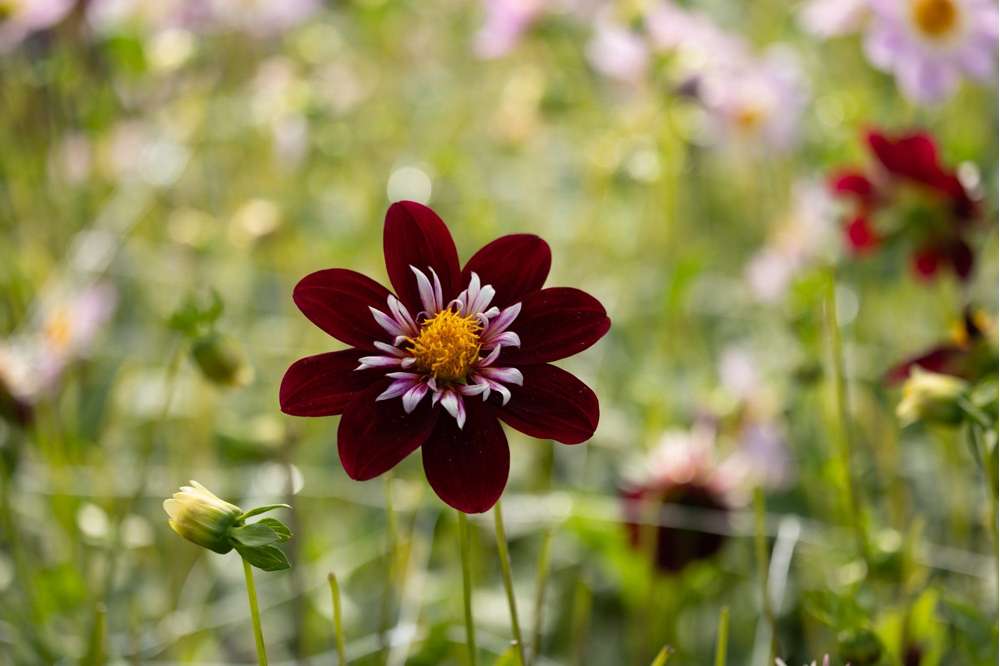 Dahlia 'Night Butterfly'